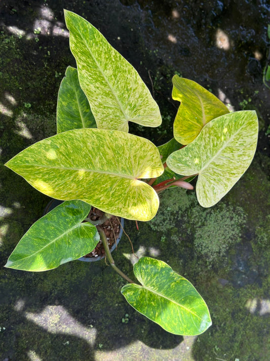 Close-up of a Philodendron Painted Lady, showcasing its distinctive green and yellow leaves.