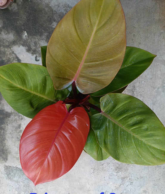 Philodendron Princess of Orange with lush, varied foliage, shown close-up to highlight its vibrant leaves. Ideal for adding tropical beauty to indoor spaces.
