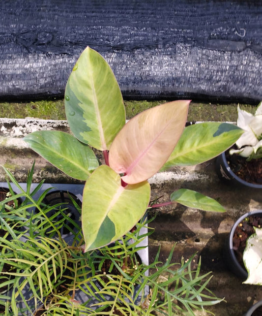 A potted Philodendron Red Congo Mint Variegated with lush, green foliage, ideal for homes and offices with indirect sunlight.
