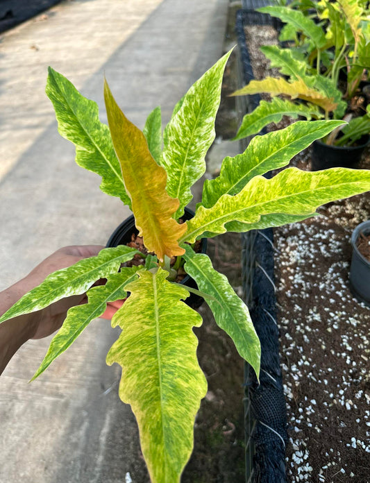 A hand holding a Philodendron Ring of Fire Mutation with lush, textured leaves.