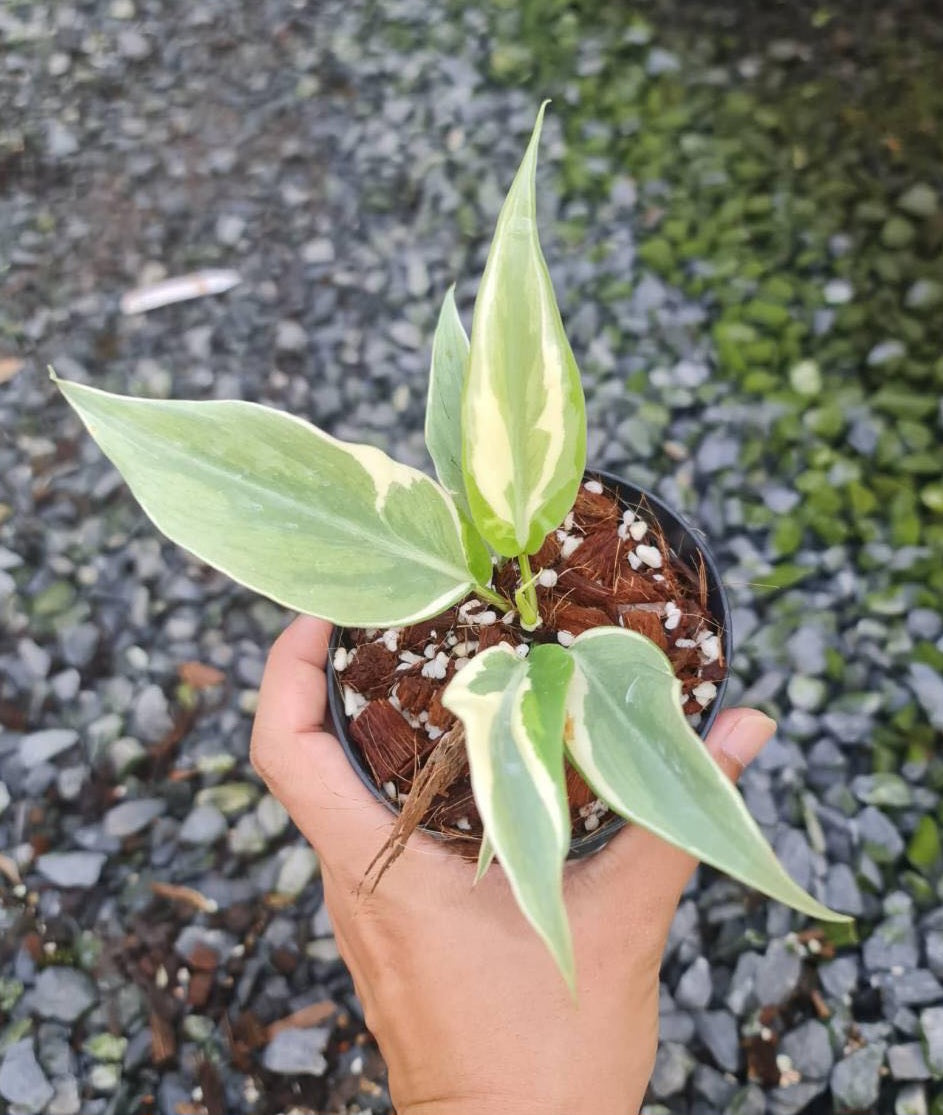 A hand holding a potted Philodendron Rio Variegated, showcasing its lush, variegated foliage.