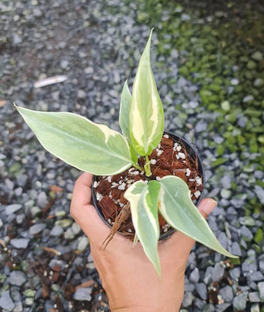 A hand holding a potted Philodendron Rio Variegated, showcasing its lush, variegated foliage.