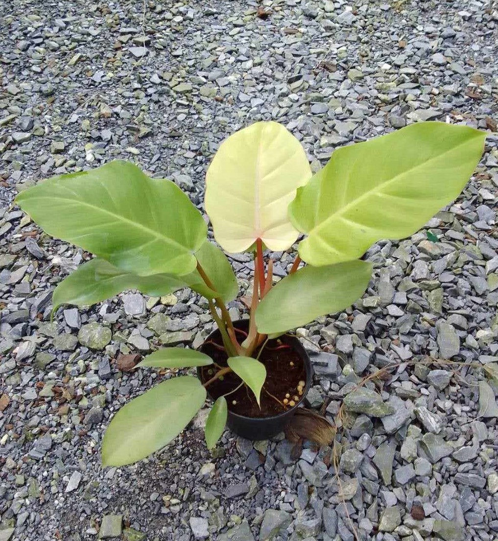 Philodendron Snowdrift plant in a pot on gravel, showcasing lush foliage with a close-up of its leaves. Ideal for indoor spaces with indirect sunlight.
