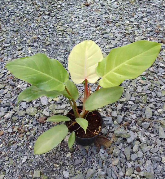 Philodendron Snowdrift plant in a pot on gravel, showcasing lush foliage with a close-up of its leaves. Ideal for indoor spaces with indirect sunlight.