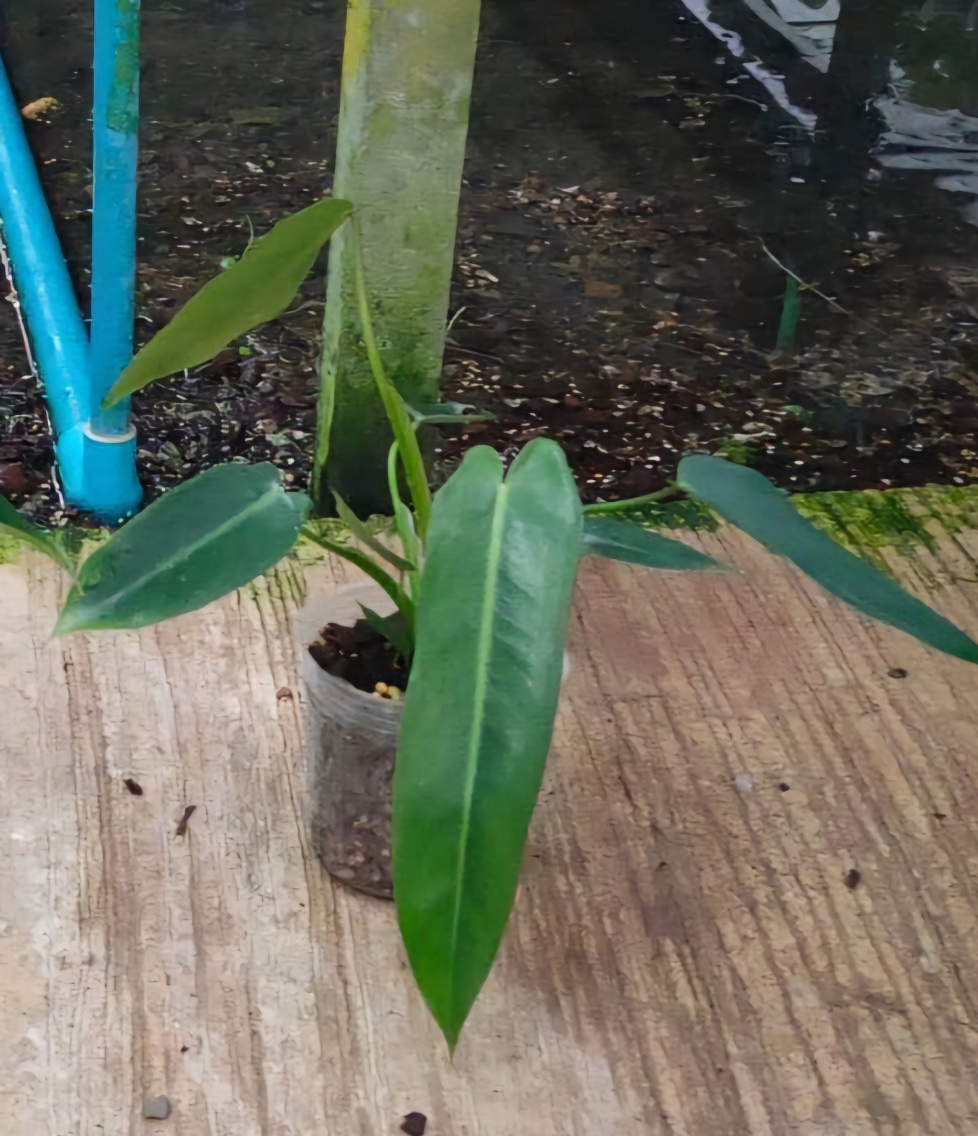 Philodendron Spiritus Sancti in a pot, showcasing lush, intricate leaves. A popular choice for indoor plant collectors, ideal for homes or offices with indirect light.
