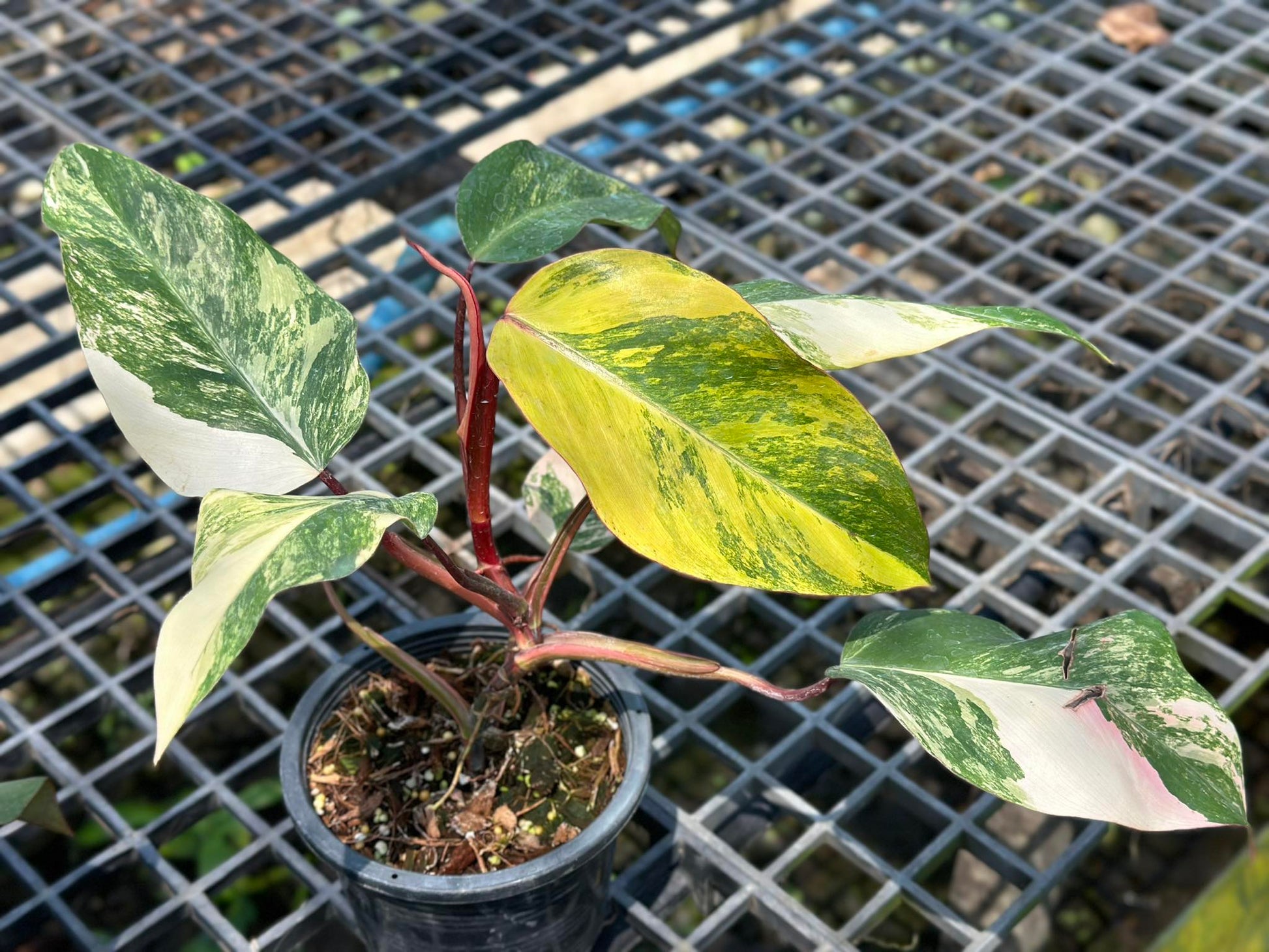 Philodendron Strawberry Shake in a pot with lush foliage, ideal for indoor spaces.