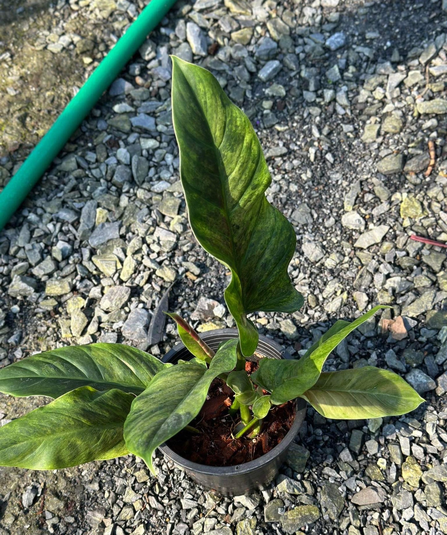 Philodendron Subhastatum in a pot on gravel, showcasing lush foliage. Ideal for homes and offices, thrives in indirect sunlight.