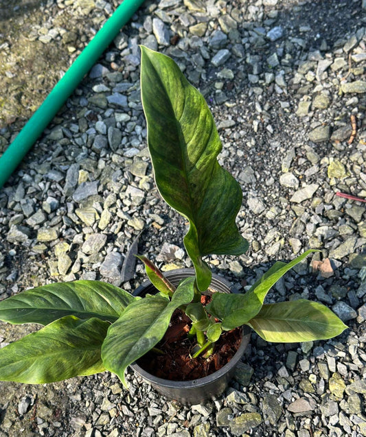 Philodendron Subhastatum in a pot on gravel, showcasing lush foliage. Ideal for homes and offices, thrives in indirect sunlight.