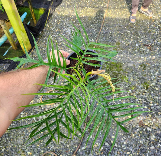 A person holding a Philodendron Tortem, showcasing its lush foliage in a pot, ideal for adding tropical flair to indoor spaces.