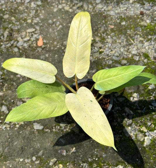 Philodendron Whipple Way in a pot showcasing lush, green foliage with close-up details of vibrant leaves. Ideal for adding tropical elegance to any indoor space.