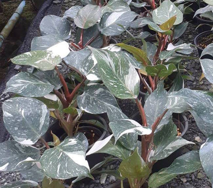 Philodendron White Knight Galaxy plant with lush, variegated leaves in a decorative pot, showcasing its tropical foliage ideal for homes and offices.