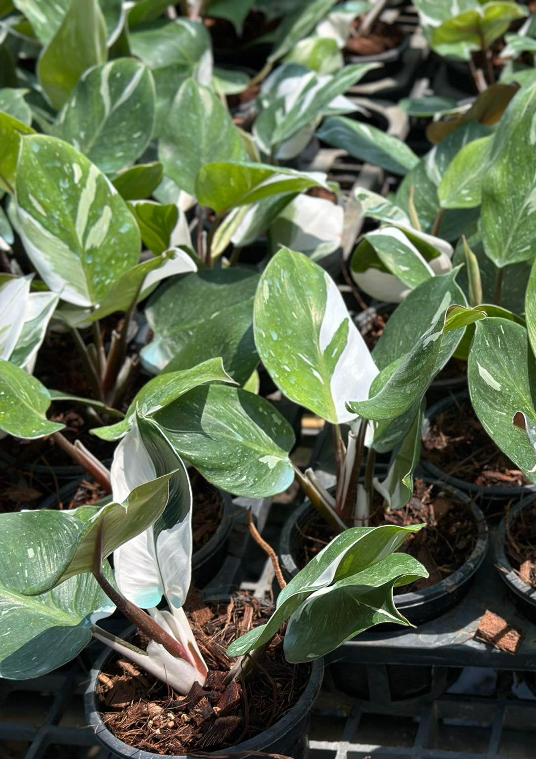 Philodendron White Knight plant with lush, green leaves in a pot, ideal for indoor spaces with indirect sunlight.