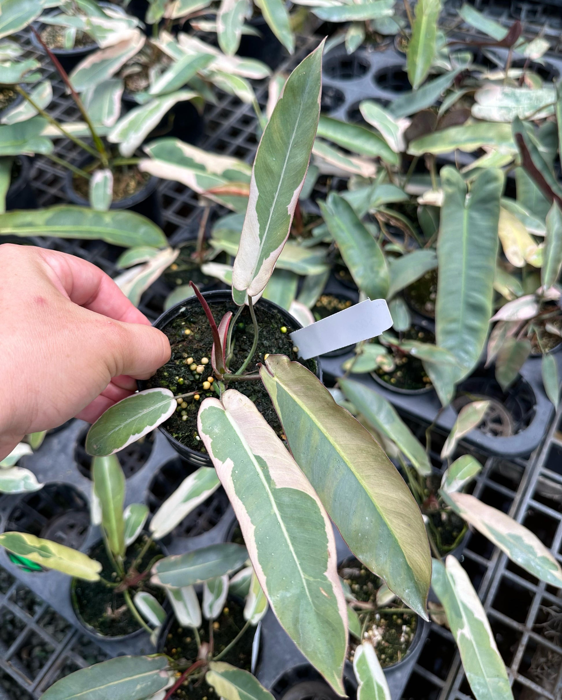 philodendron atapoense Philodendron Atabapoense Copy Variegated – TerraFlora Global