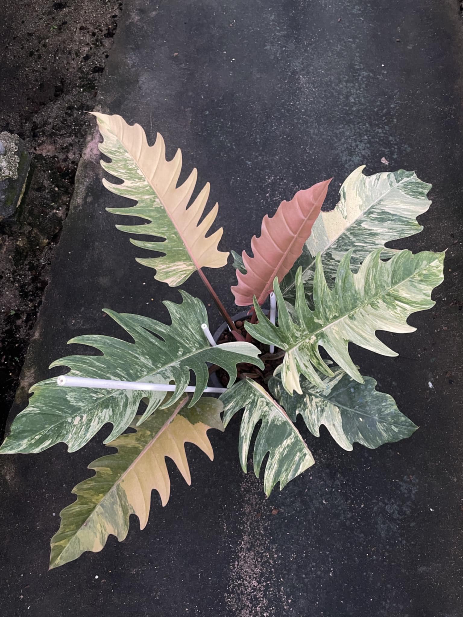 Philodendron Caramel Marble on concrete, showcasing unique variegated leaves with swirling patterns, highlighting its collectible appeal among rare plant enthusiasts.
