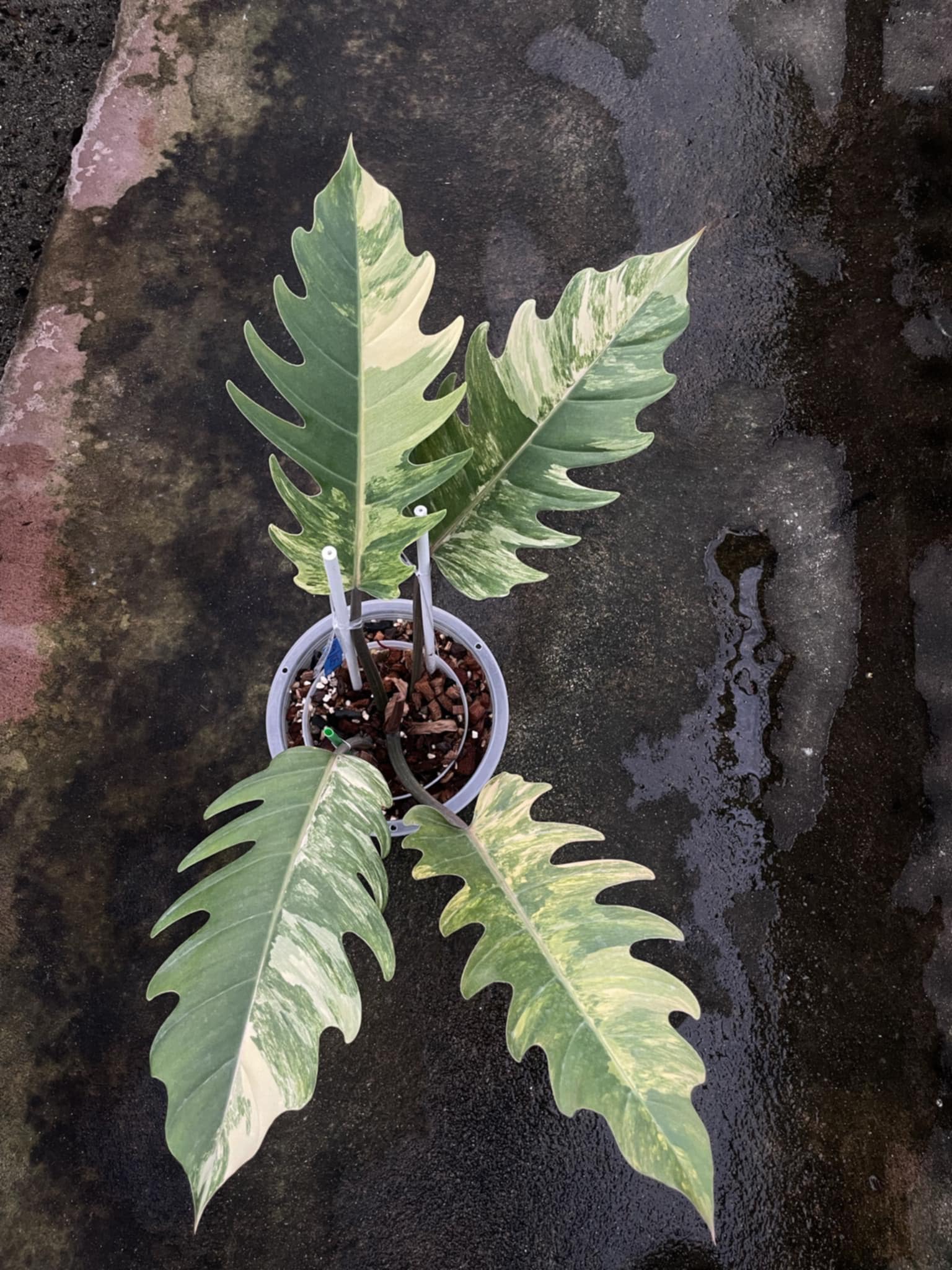 Philodendron Caramel Marble in a pot, showcasing unique variegated leaves with intricate patterns, a prized choice for plant collectors.