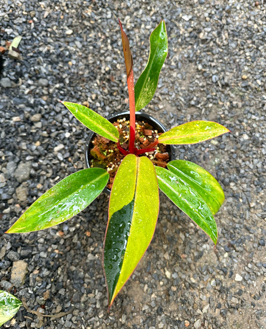 Philodendron Firebird Variegated