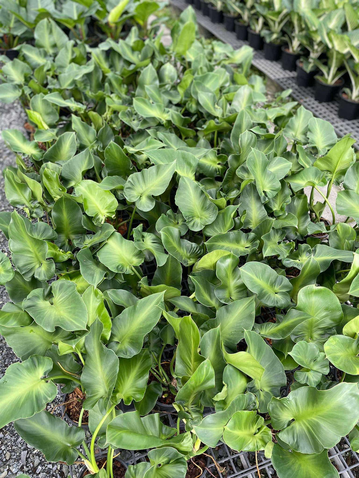 Philo Rugosum Philodendron Rugosum – TerraFlora Global