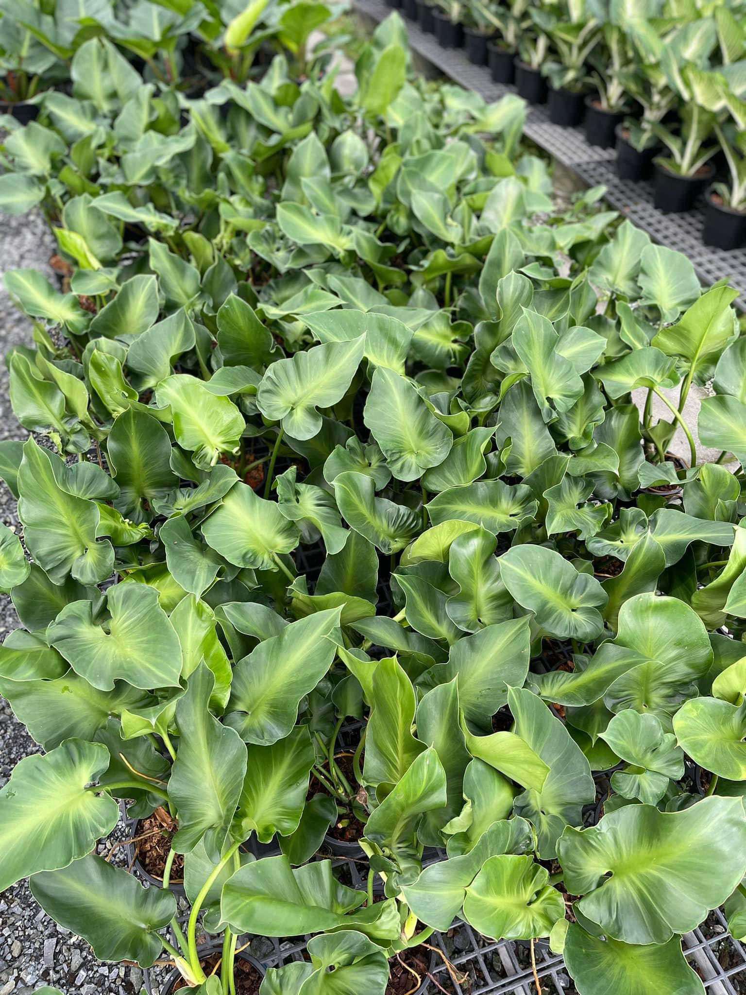 Philodendron Rugosum in a garden setting, with close-up views of its textured leaves among other potted plants, highlighting its unique foliage.