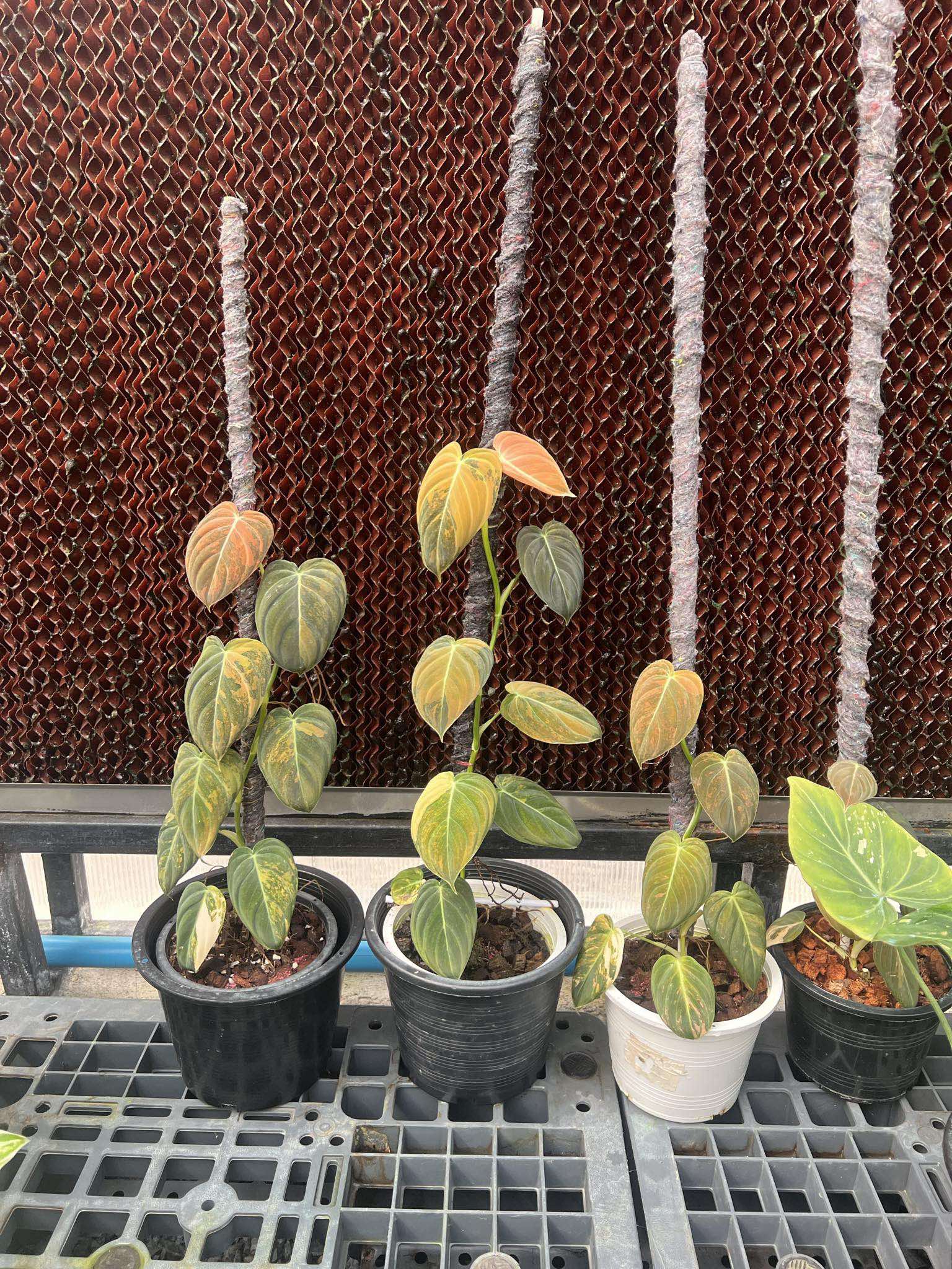 melanochrysum philodendron Philodendron Melanochrysum Orange Variegated – TerraFlora Global