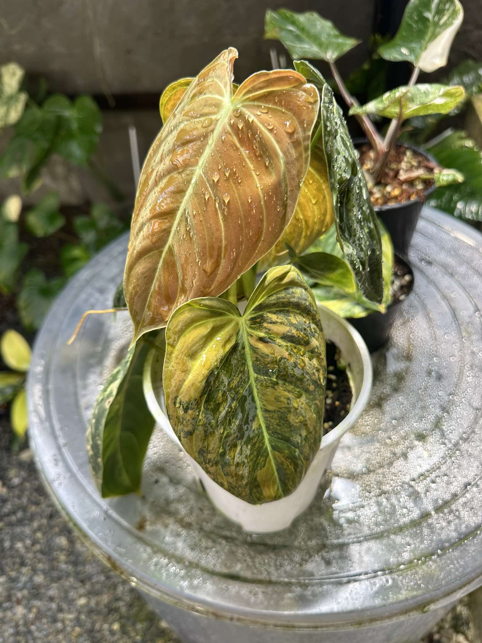 neo orange philodendron Philodendron Melanochrysum Orange Variegated – TerraFlora Global