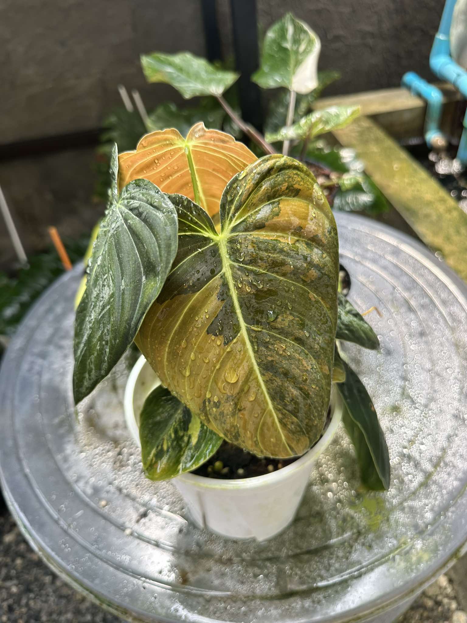 large philodendron melanochrysum Philodendron Melanochrysum Orange Variegated – TerraFlora Global