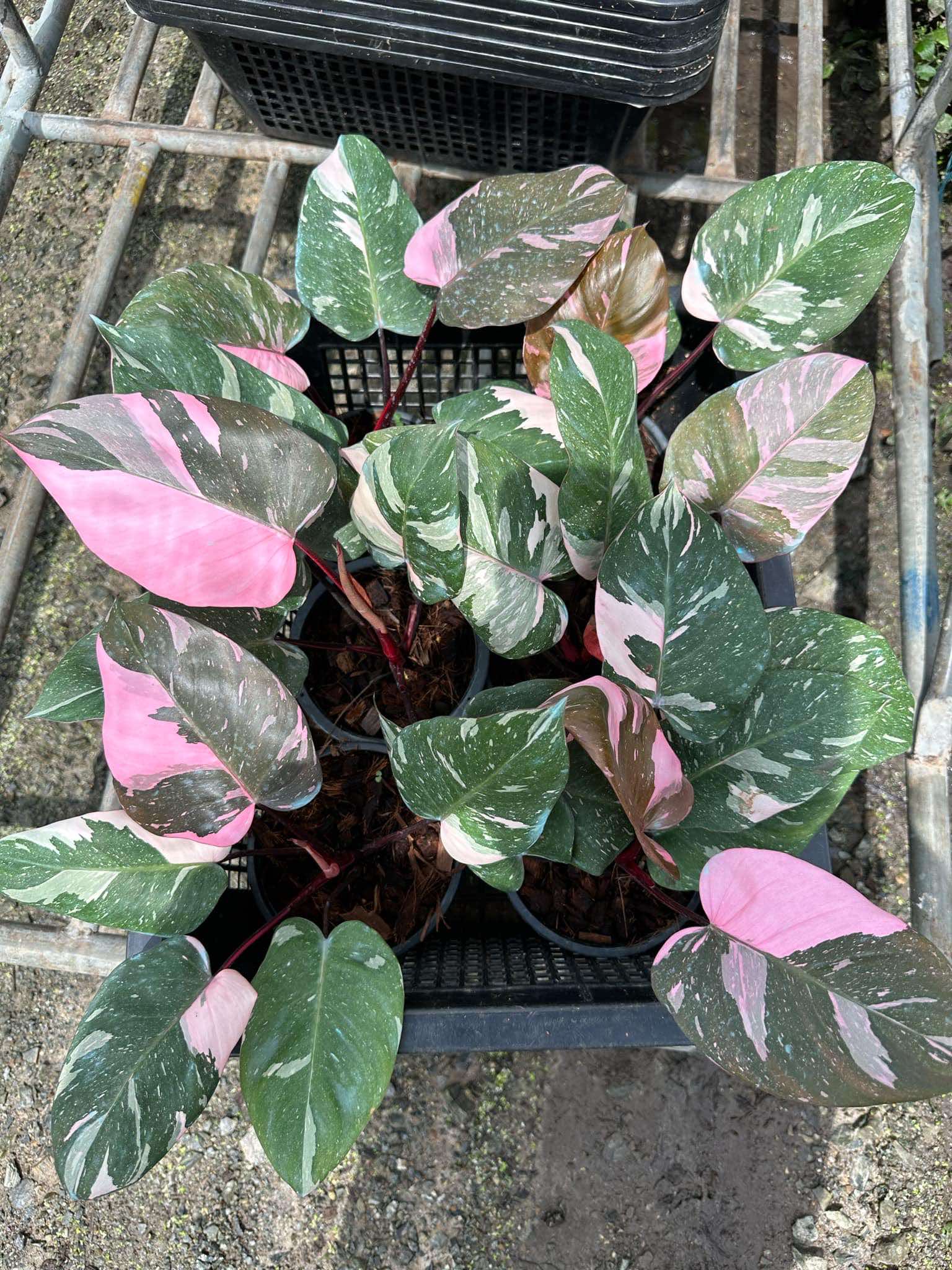 Philodendron Thai Pink Marble in a black pot, featuring distinctive variegated green and pink leaves, perfect for plant enthusiasts and collectors.