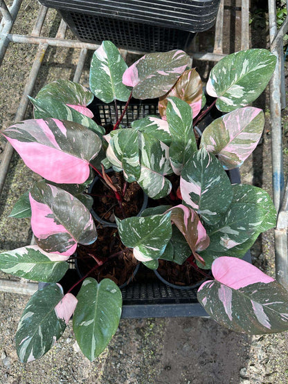 Philodendron Thai Pink Marble in a black pot, featuring distinctive variegated green and pink leaves, perfect for plant enthusiasts and collectors.