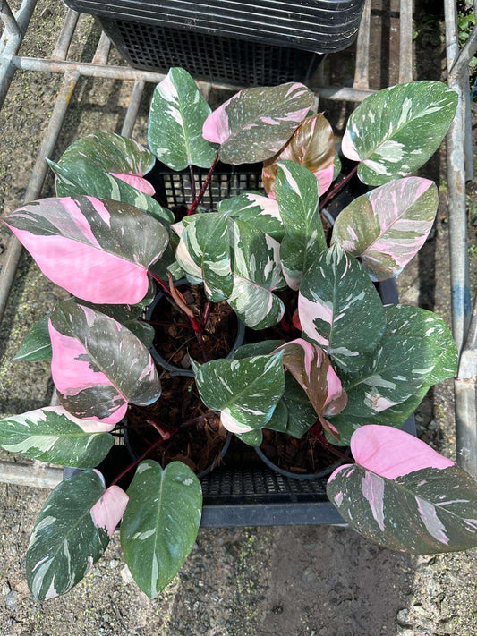 Philodendron Thai Pink Marble in a black pot, featuring distinctive variegated green and pink leaves, perfect for plant enthusiasts and collectors.