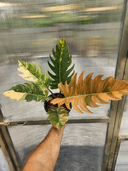 Philodendron Caramel Marble