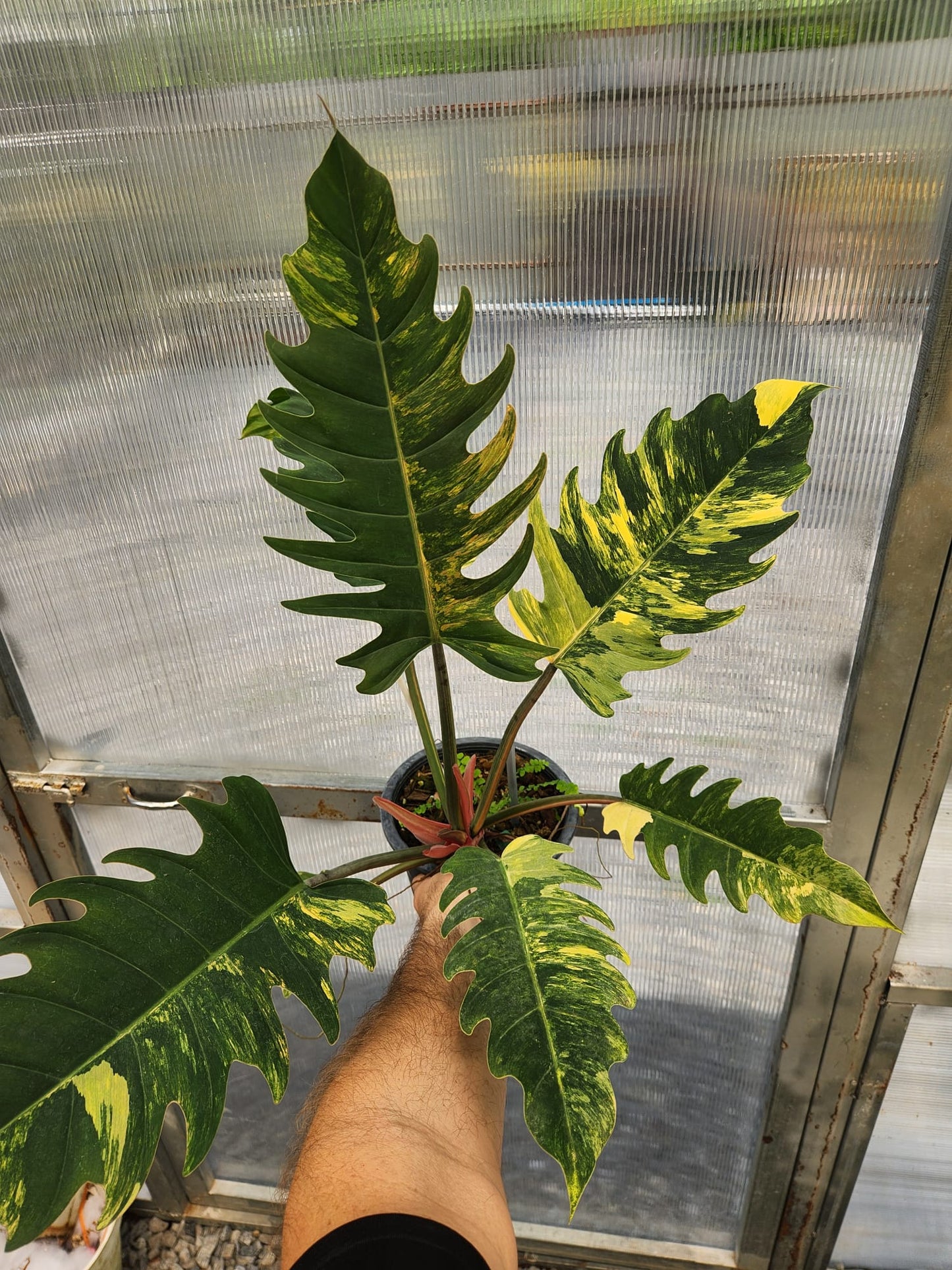 Philodendron Caramel Marble