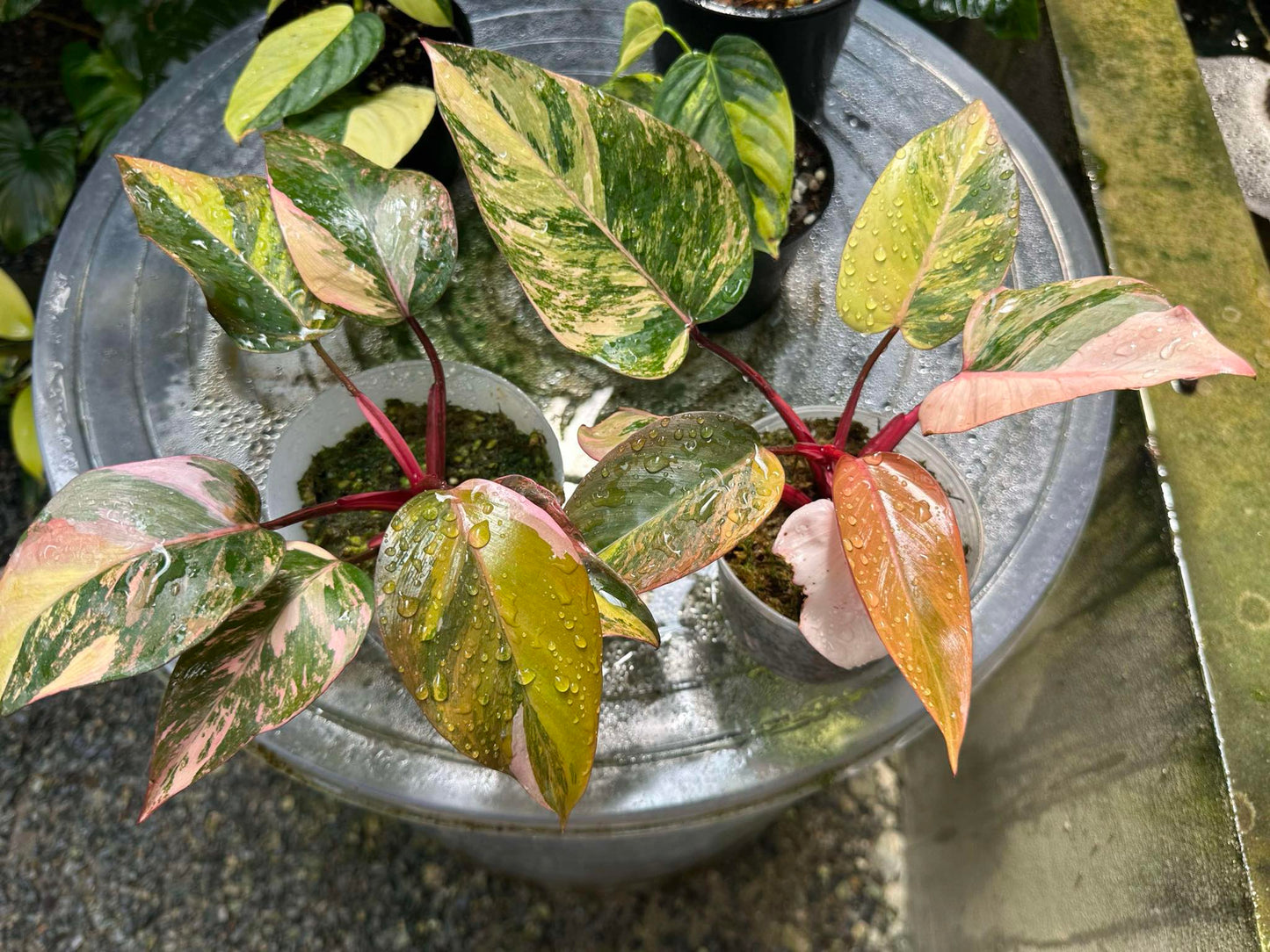 Philodendron Fire Princess plant collection on a table, showcasing close-up views of its variegated leaves, ideal for rare aroid enthusiasts.