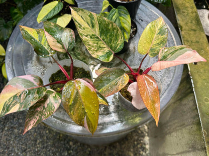 Philodendron Fire Princess plant collection on a table, showcasing close-up views of its variegated leaves, ideal for rare aroid enthusiasts.