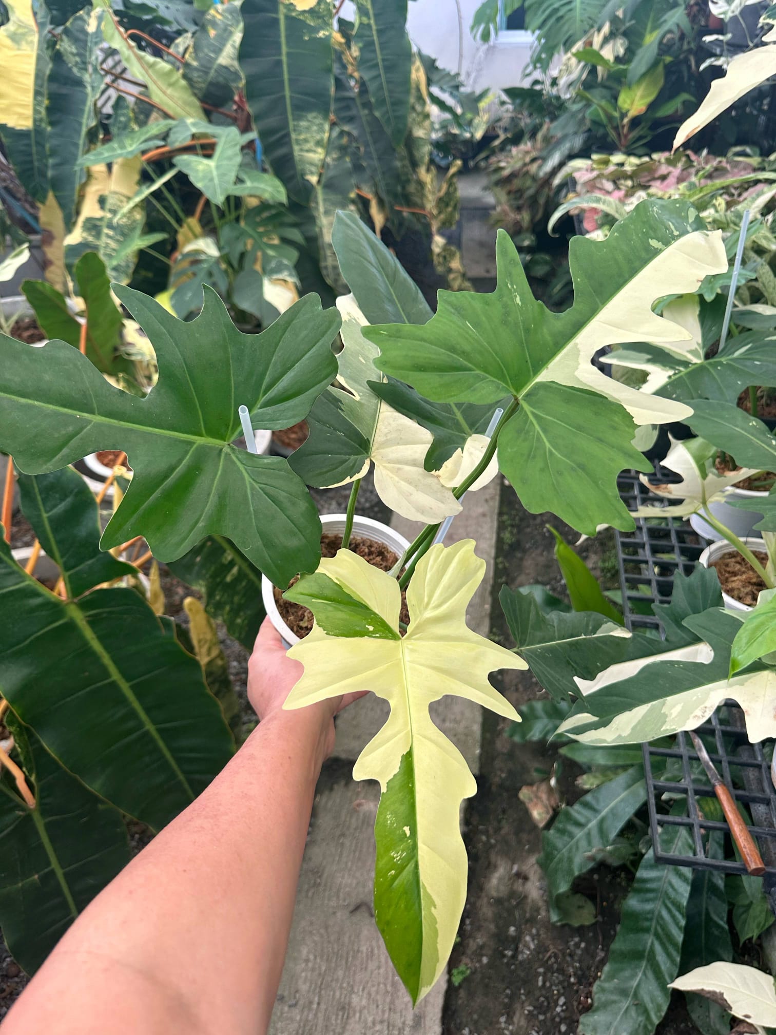 dragon philodendron Philodendron Golden Dragon Variegated – TerraFlora Global