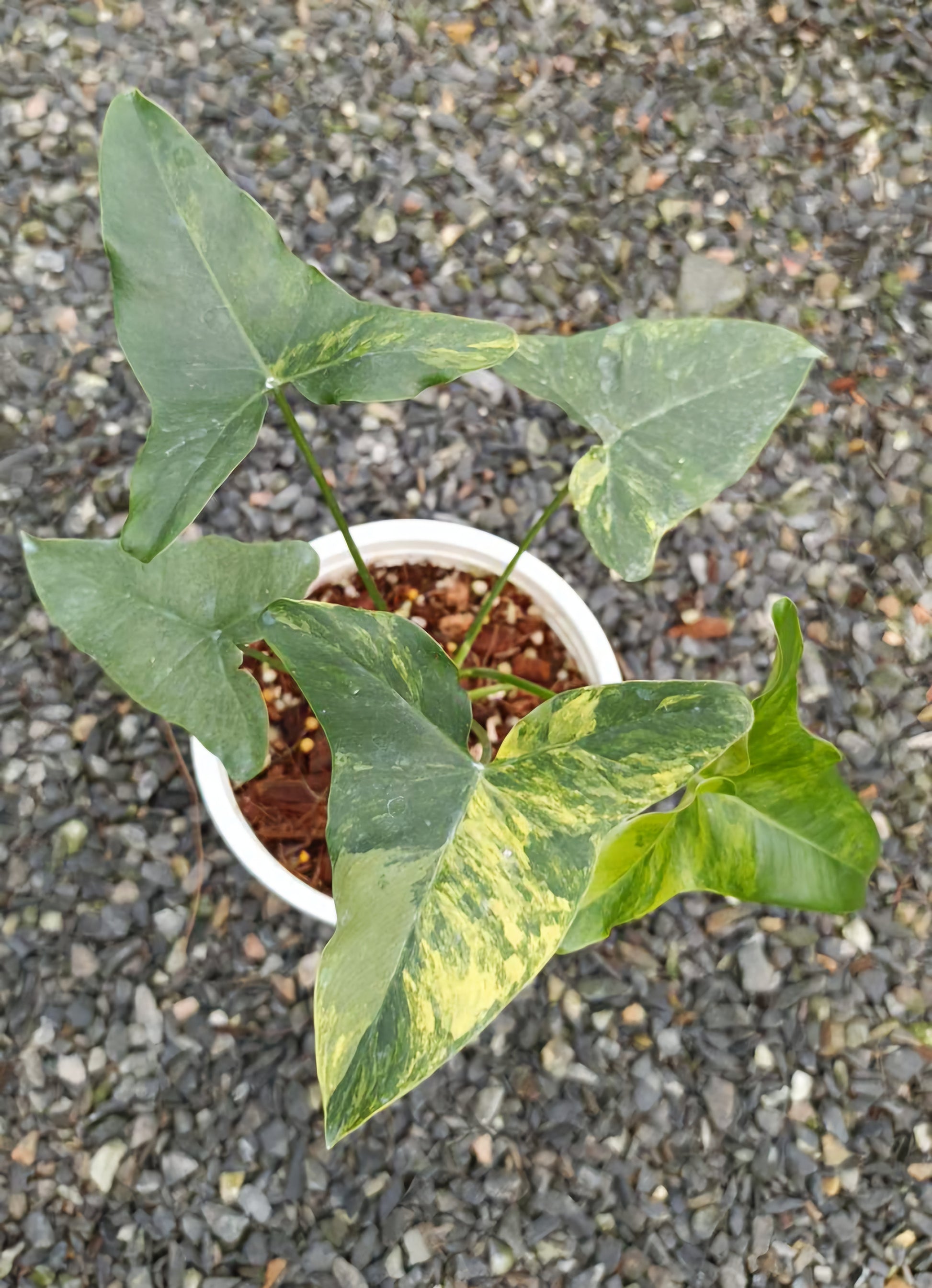 philodendron angela Thaumatophyllum Angela Variegated (AKA Philodendron Angela) – TerraFlora Global
