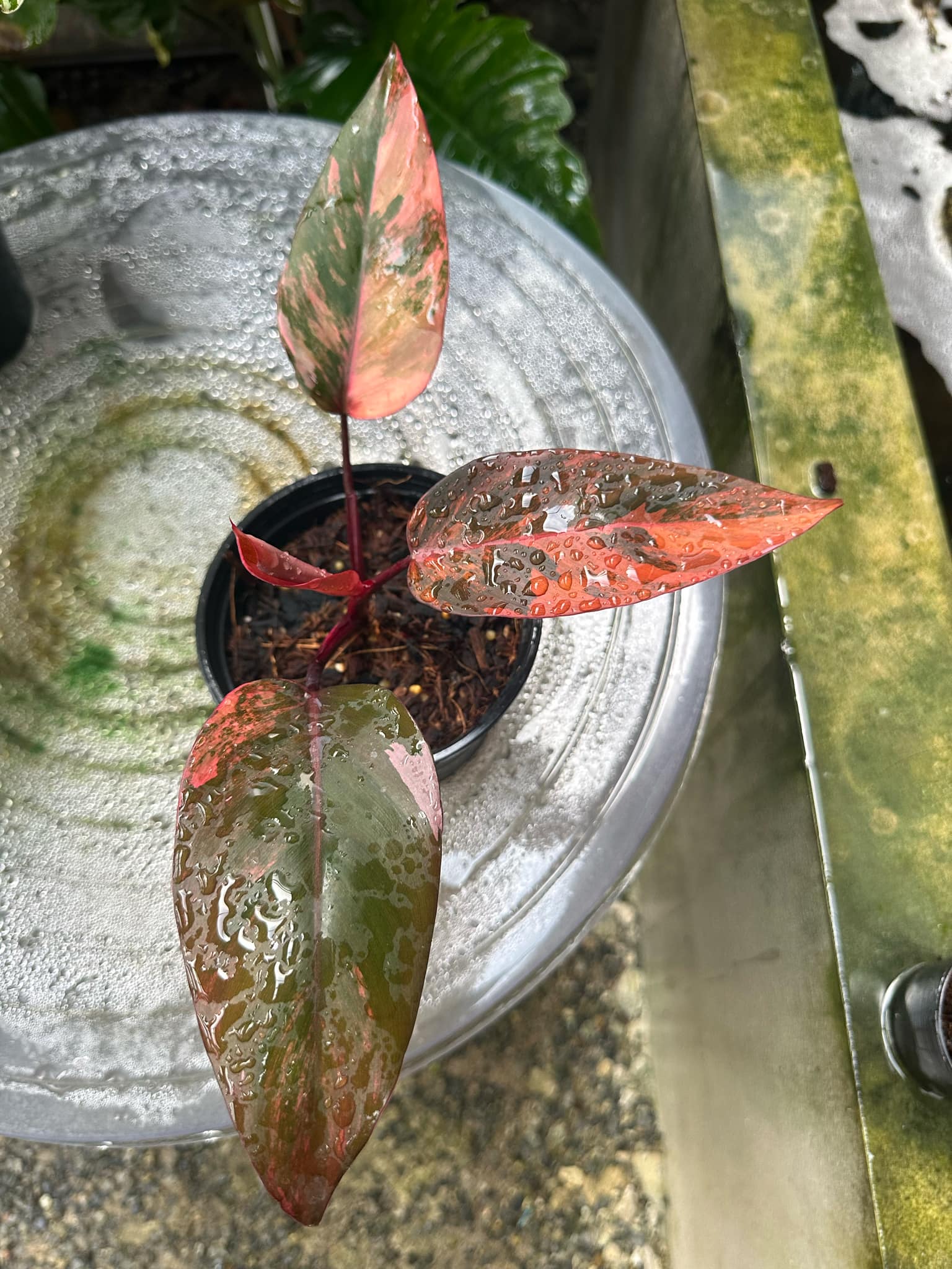 fire princess philodendron Philodendron Fire Princess – TerraFlora Global