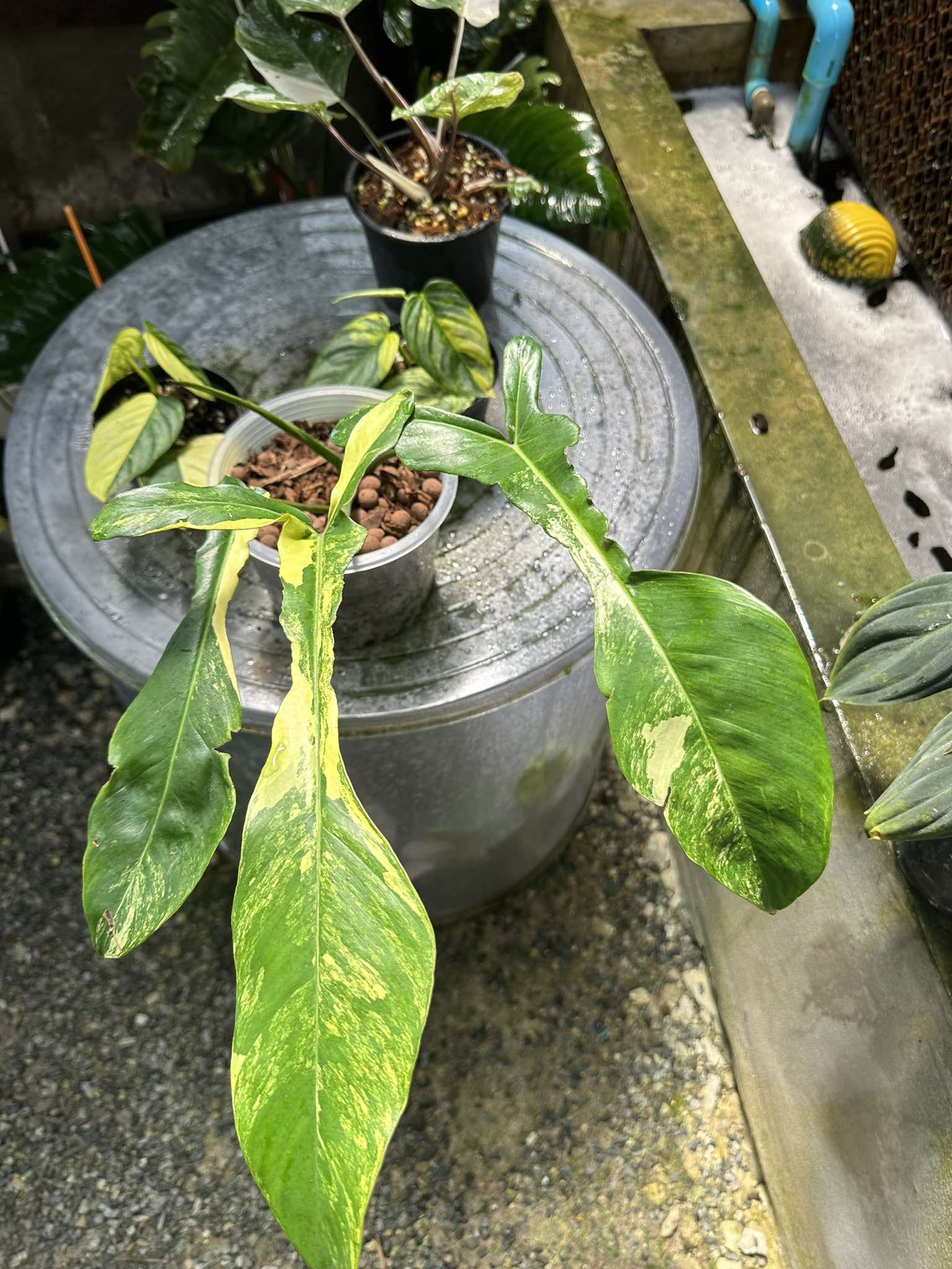 Philodendron Joepii Variegated plant in a decorative pot, showcasing unique leaf patterns, ideal for collectors seeking rare, exquisite aroids.