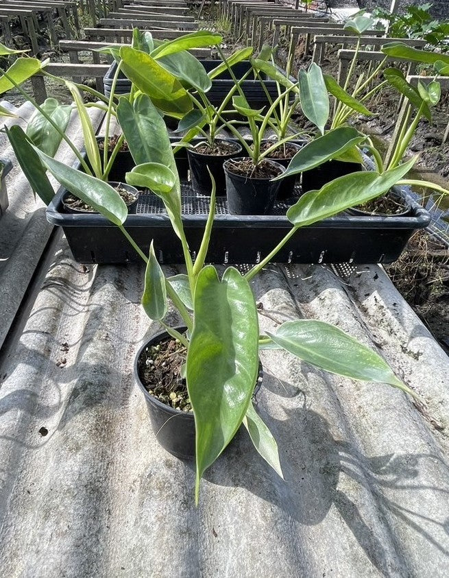 Philodendron Spiritus Sancti in a pot, showcasing lush, vibrant foliage. Ideal for indoor spaces with indirect sunlight, perfect for plant enthusiasts and collectors.