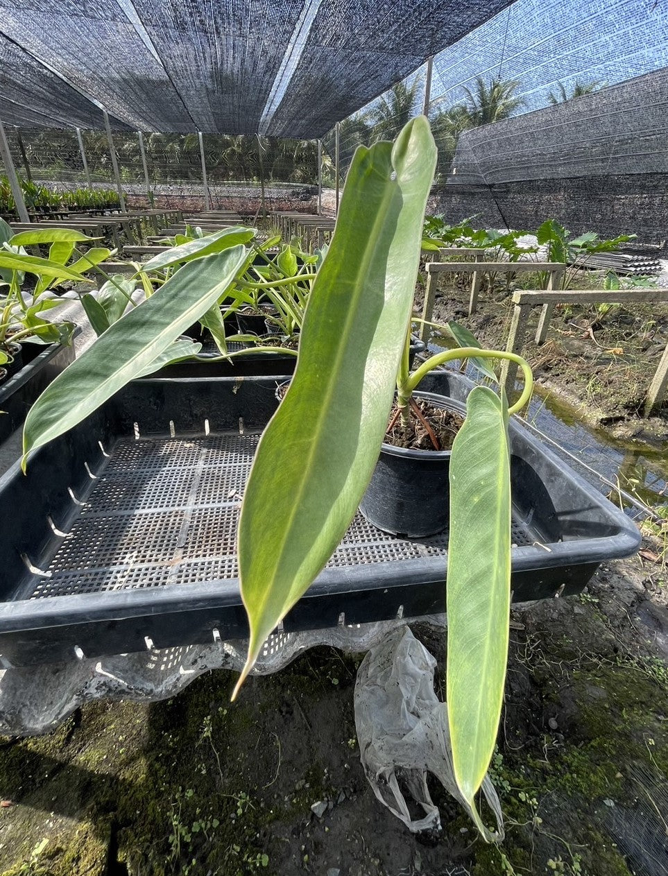 Philodendron Spiritus Sancti growing in a greenhouse, showcasing lush foliage and intricate leaf textures, ideal for adding a tropical touch to indoor spaces.