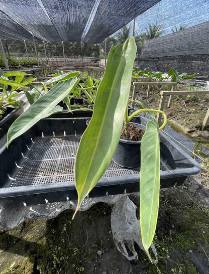 Philodendron Spiritus Sancti growing in a greenhouse, showcasing lush foliage and intricate leaf textures, ideal for adding a tropical touch to indoor spaces.