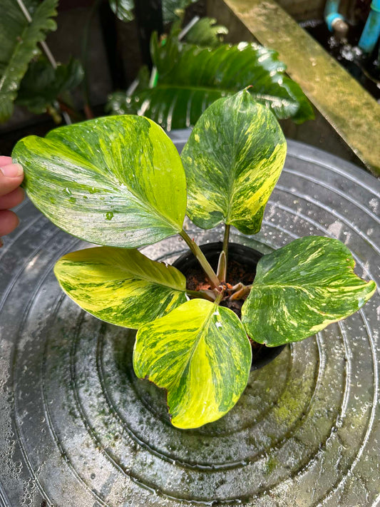 Philodendron White Knight Aurea Variegated in a pot, showcasing its distinctive green and yellow variegated leaves, ideal for plant enthusiasts and collectors.
