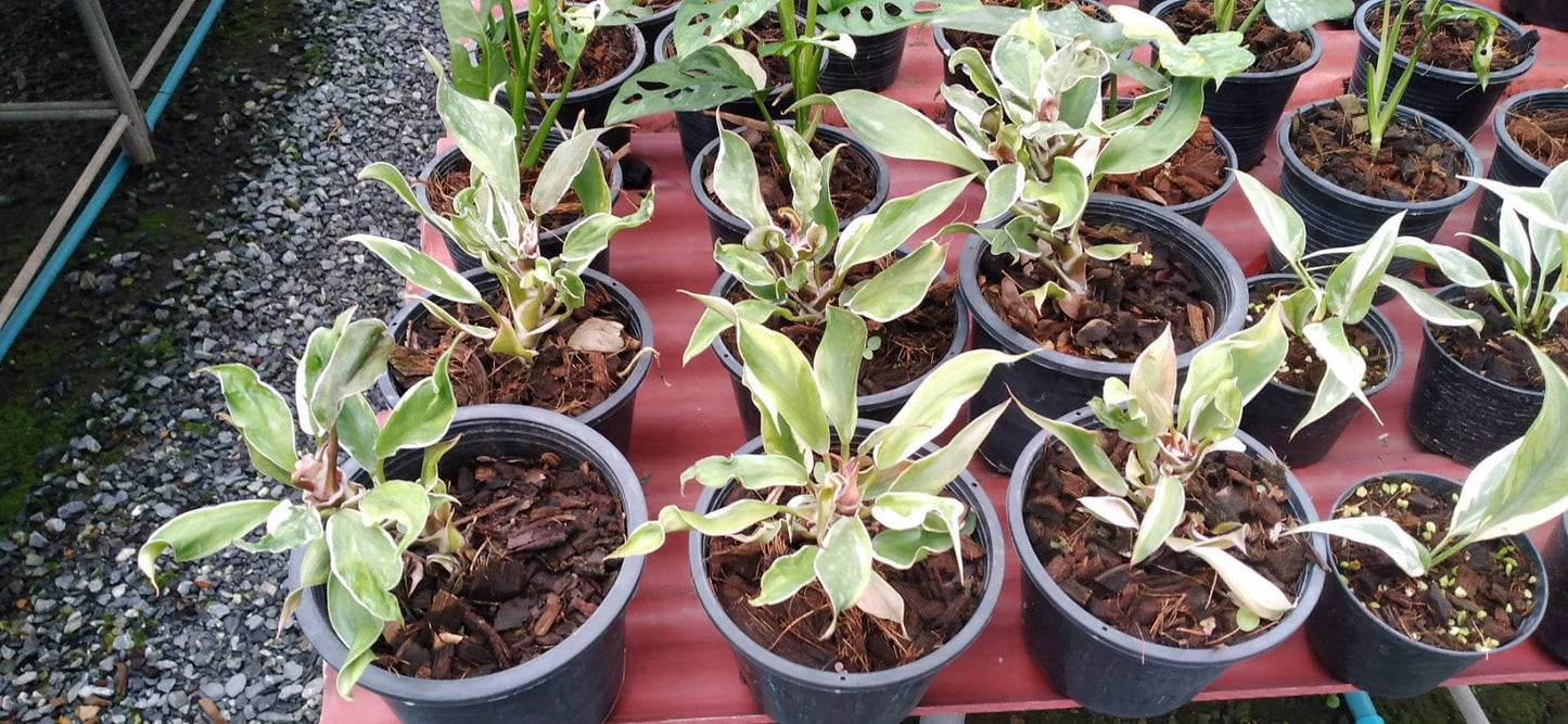 Philodendron White Mutation in a pot, surrounded by various potted plants, highlighting its unique variegated foliage, part of a rare aroids collection.