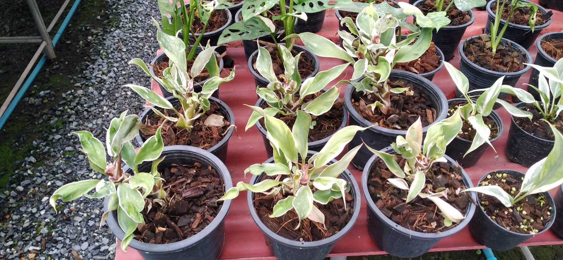 Philodendron White Mutation in a pot, surrounded by various potted plants, highlighting its unique variegated foliage, part of a rare aroids collection.