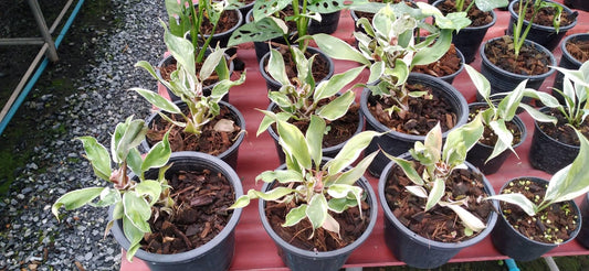 Philodendron White Mutation in a pot, surrounded by various potted plants, highlighting its unique variegated foliage, part of a rare aroids collection.