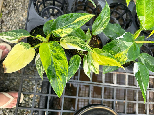 Philodendron White Princess Tricolor in a pot, showcasing its distinctive variegated leaves, ideal for plant enthusiasts seeking rare aroids.