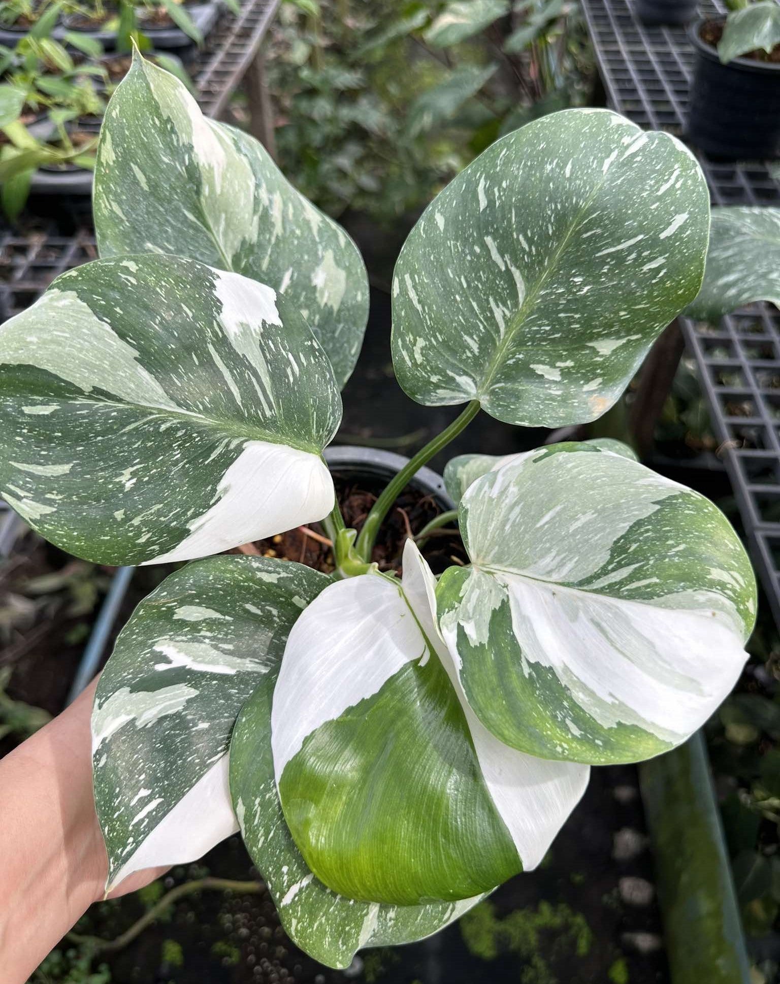 Philodendron White Wizard Marble plant with variegated green and white leaves, showcasing a close-up of its intricate foliage pattern.