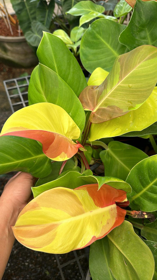 Close-up of Philodendron Yellow Flame leaves, showcasing their unique variegation and vibrant appearance, part of a rare aroid collection for wholesale.