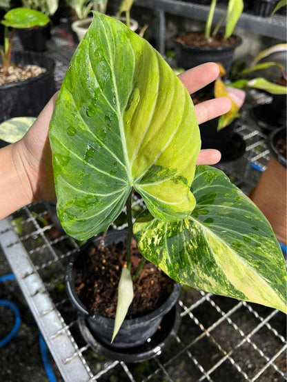 https://www.terrafloraglobal.com/cdn/shop/files/PhilodenrdonGloriosumVariegated_1.jpg?v=1731924001&width=416&utm_source=chatgpt.com