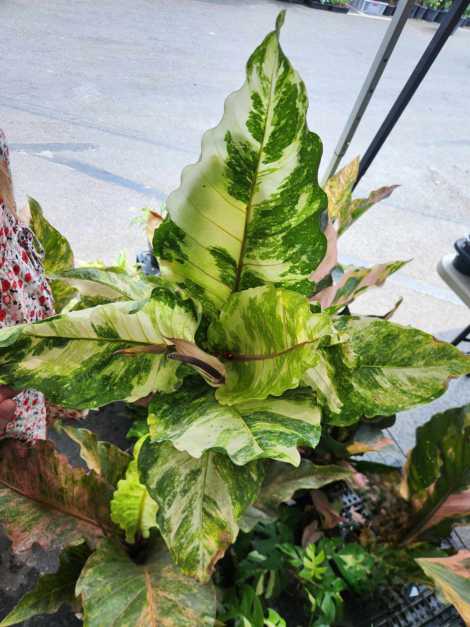 Alt text: Close-up of Anthurium Renaissance Variegated (Birdsnest) showing distinct green and white leaves with unique inflorescence.