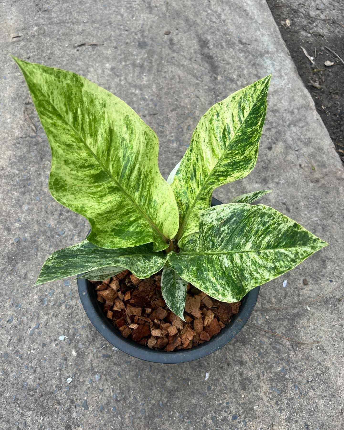 Anthurium Renaissance Variegated (Birdsnest) in a pot, showcasing lush, green and white leaves, ideal for indoor or shaded outdoor spaces.