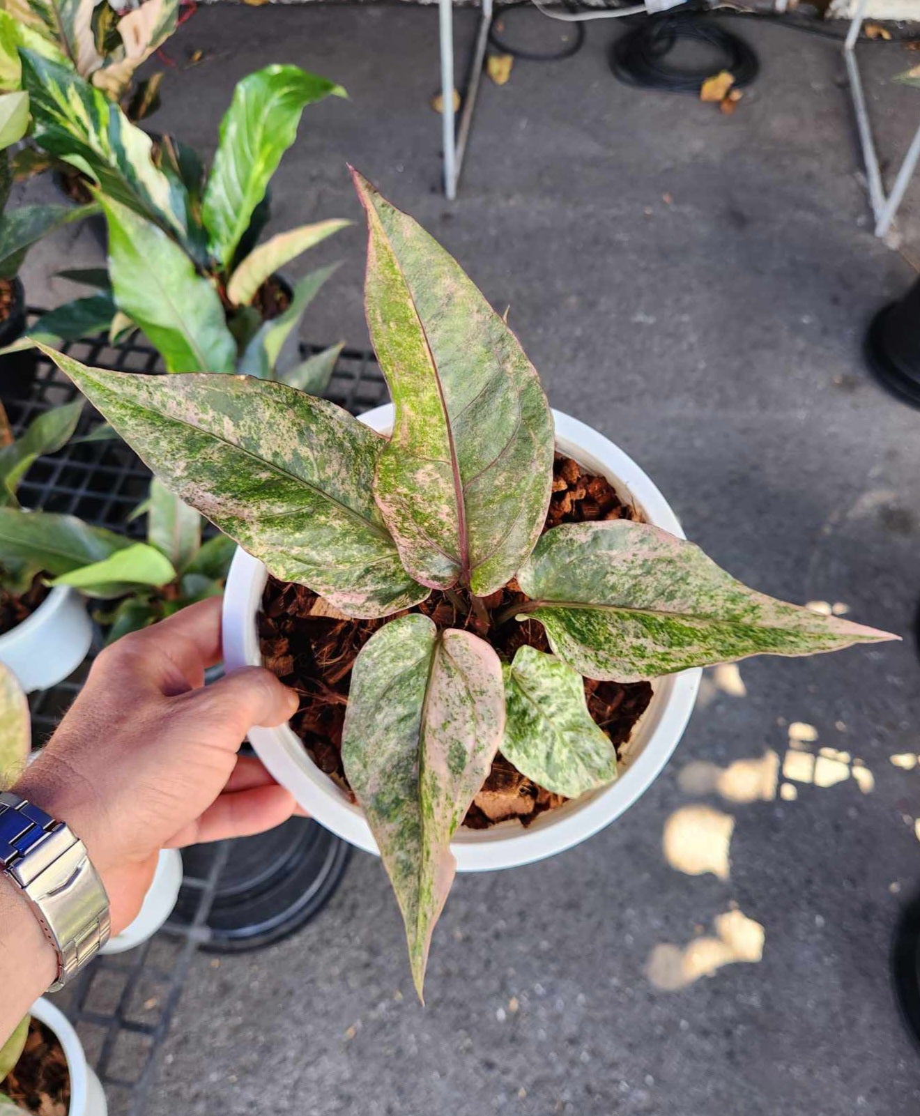 A hand holding an Anthurium Renaissance Variegated (Birdsnest) in a pot, showcasing its striking foliage and unique inflorescence.